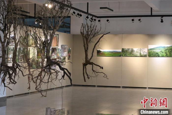 图为资佰的茶树标本装置作品