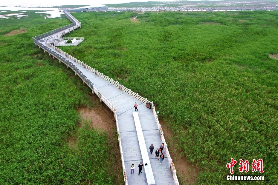 资料图为航拍闽江河口湿地。（无人机照片） <a target='_blank' href='/'>中新社</a>记者 王东明 摄
