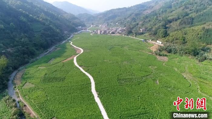 图为成片的桑园。(视频截图) 张广权 摄