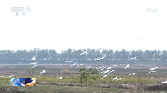 文化和自然遗产日|探访世界自然遗产黄(渤)海候鸟栖息地