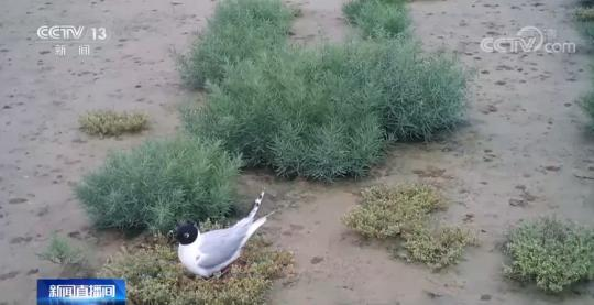 文化和自然遗产日|探访世界自然遗产黄(渤)海候鸟栖息地