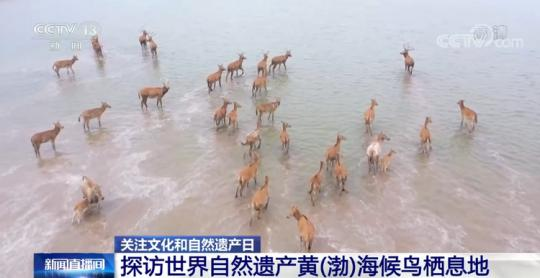 文化和自然遗产日|探访世界自然遗产黄(渤)海候鸟栖息地