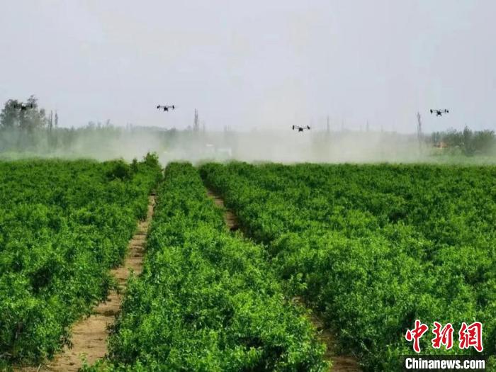 在二二四团,植保机在进行病虫害防治作业。 顾雪 摄 在二二四团,植保机在进行病虫害防治作业。 顾雪 摄