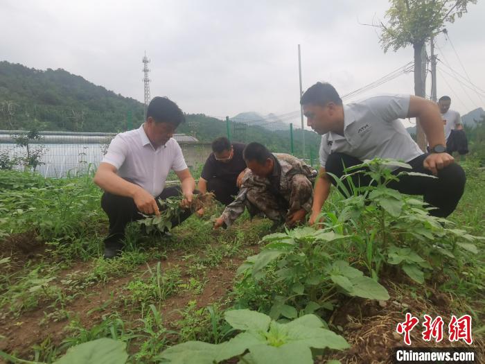 图为中国健康好乡村项目工作人员与项栅子村书记张凤勤一起在中草药种植基地查看中草药生长情况。 中国健康好乡村项目组 摄 图为中国健康好乡村项目工作人员与项栅子村书记张凤勤一起在中草药种植基地查看中草药生长情况。 中国健康好乡村项目组 摄
