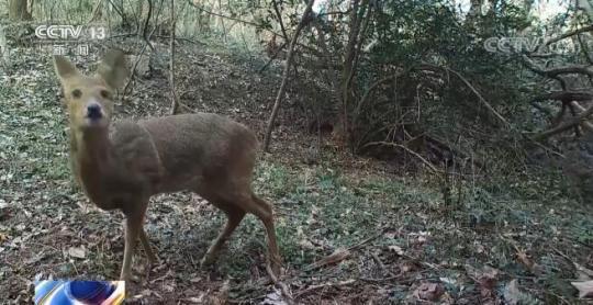 全国生态质量指数纳入生物多样性指标 促进保护原有物种