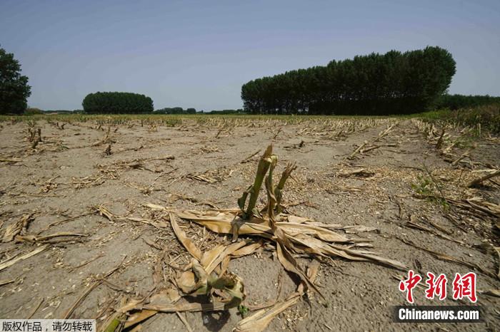 2022年6月27日，意大利洛梅利纳地区的莫塔拉，一片完全干涸的玉米地。