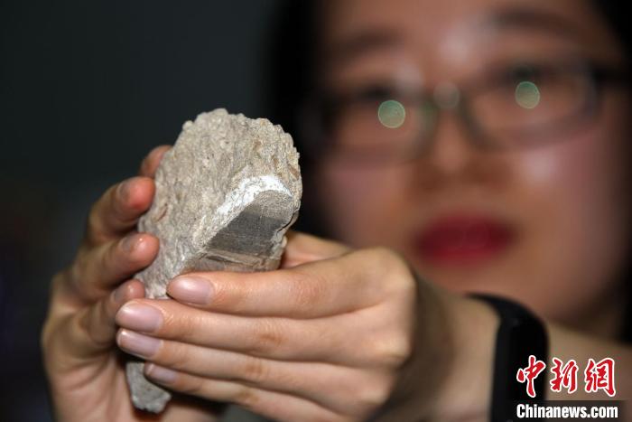 论文第一作者李颖展示介绍用于此次研究的哈密翼龙蛋壳化石标本材料。　<a target='_blank' href='/'>中新社</a>记者 孙自法 摄