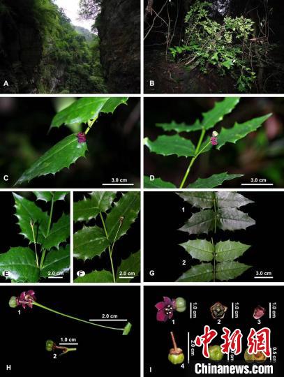 尖齿卫矛的照片。　中科院成都生物研究所供图