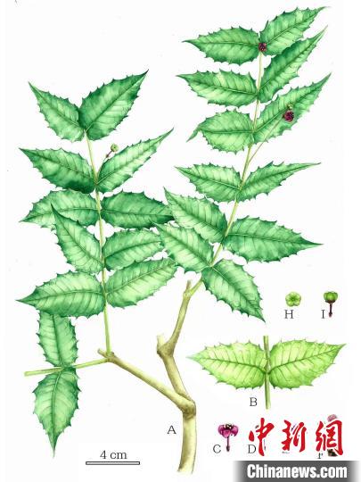 尖齿卫矛手绘图。　中科院成都生物研究所供图