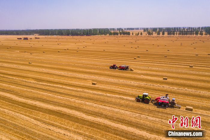 图为6月1日河南西平县多台联合收割机在高标准农田协同收割小麦。赵永涛 摄